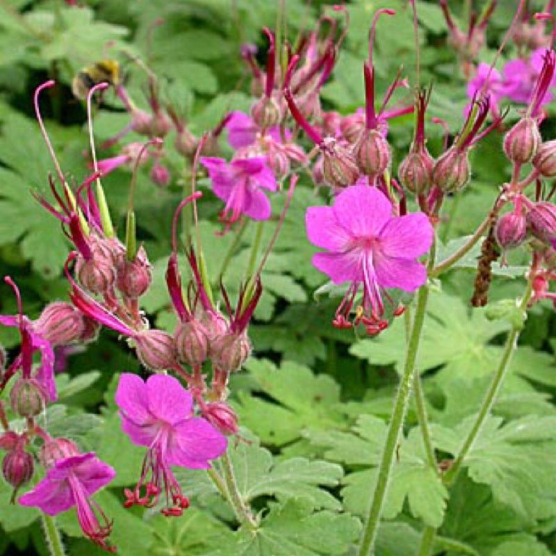 Perennial Geranium &#39;Bevan&#39;s Variety&#39; 1 gal