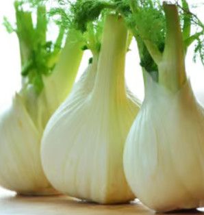 Fennel 4&quot;