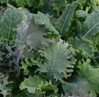 Kale 'Storm Mix' 4"
