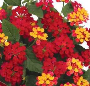 Lantana Havana &#39;Cherry&#39; 1 g