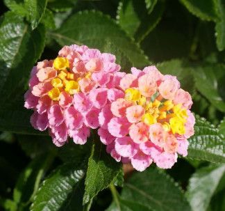 Lantana Havana &#39;Sunrise&#39; 1 g