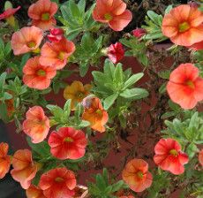 Million Bells 4" 'Kona Hot Orange'