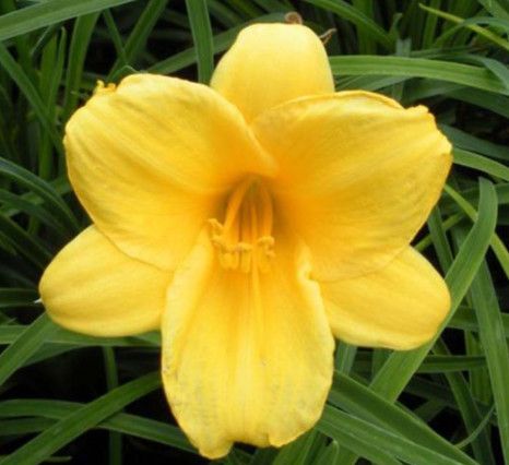 Daylily - Hemerocallis &#39;Mini Stella&#39; - 1 gal