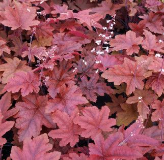 Coral Bells &#39;Heuchera Red Rover&#39; - 1 gal