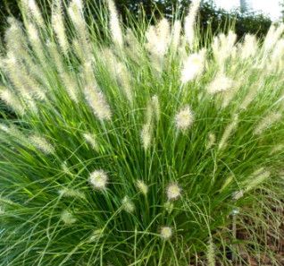 Dwarf Fountain Grass &#39;Pennisetum Hameln&#39; - 2 gal