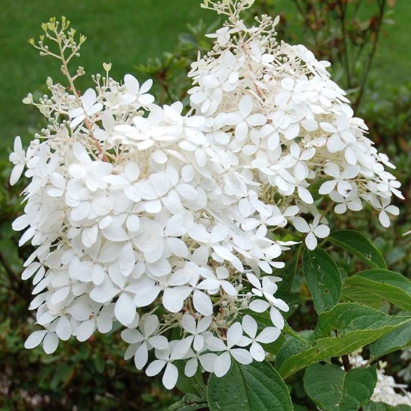 Hydrangea 'Phantom' 3 gal