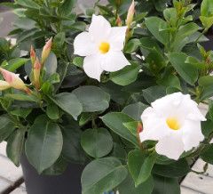 Rio Dipladenia 8&quot; Pot - White