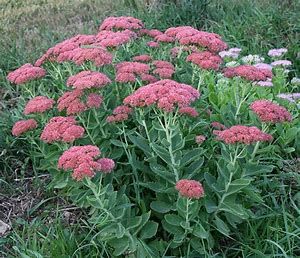 Stonecrop - Sedum &#39;Autumn Fire&#39; 4&quot;