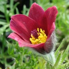 Pulsatilla vulgaris &#39;Red Bells&#39; - 4&quot;