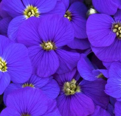 Rock Cress &#39;Aubrieta Glacier Sky Blue&#39; 4&quot;