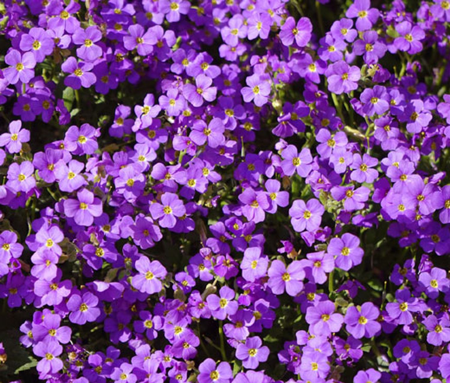 Rock Cress &#39;Aubrieta Glacier Violet 4&quot;
