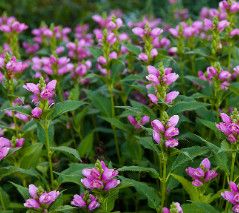 Turtlehead - Chelone &#39;Oblique Pink&#39; 1 gal