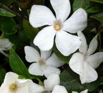 Periwinkle - Vinca Minor Alba- 4&quot;