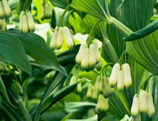 Solomon&#39;s Seal &#39;Polygonatum Giganteum&#39; - 1 gal