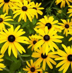 Black-Eyed Susan - Rudbeckia &#39;Goldsturm&#39; 1 gal