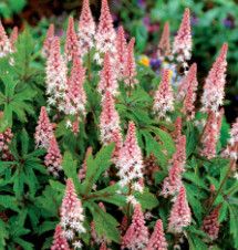 Tiarella &#39;Pink Skyrocket&#39; Foam Flower 1 gal