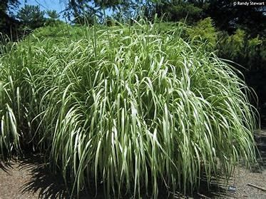 Maiden Grass &#39;Miscanthus Cabaret&#39;  1 gal