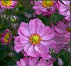 Anemone 'Curtain Call Pink' 1 gal