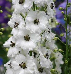 Delphinium &#39;Black Eyed Angel&#39; - 1 Gal