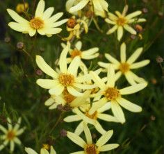 Coreopsis &#39;Vert. Moonbeam&#39;  1 GAL