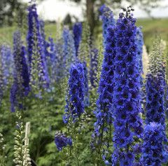 Delphinium &#39;Blue Buccaneers&#39; - 1 Gal
