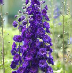 Delphinium &#39;Pagan Purples&#39; - 1 Gal