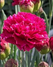 Dianthus &#39;Funky Fuchsia&#39; 1 gal PW