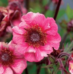 Geum &#39;Tempo Rose&#39; 1 gal