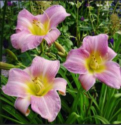Daylily - Hemerocallis &#39;Catherine Woodberry&#39; 1 gal