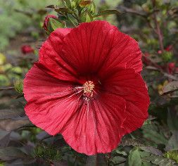 Hibiscus &#39;Midnight Marvel&#39; 1 gal