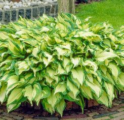 Hosta &#39;Fort. Albo Picta&#39; 1 gal