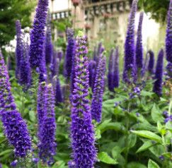 Speedwell &#39;Veronica Sunny Border Blue&#39; 1 gal