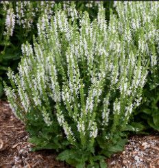 Perennial Sage &#39;Salvia Profusion White PW&#39; 1 Gal