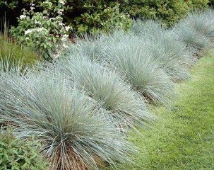 Blue Oat Grass &#39;Sapphire&#39; 1 gal