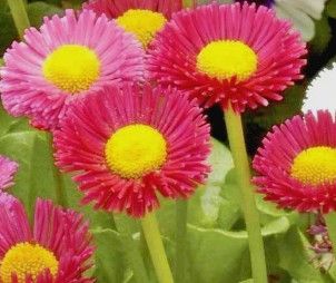 English Daisy &#39;Bellissima Mix&#39; 4&quot;