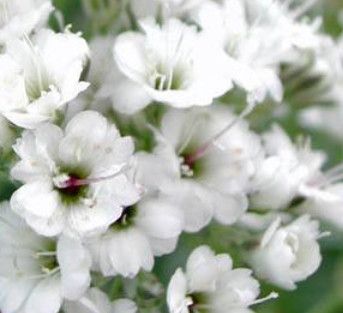 Baby&#39;s Breath &#39;Gypsophila Dbl Snowfake&#39; 4&quot;