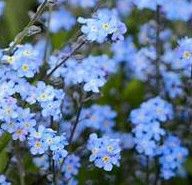 Forget-me-not &#39;Victoria Blue/Bluesylva&#39; 4&quot;