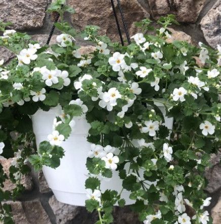 7&quot; HB Bacopa White