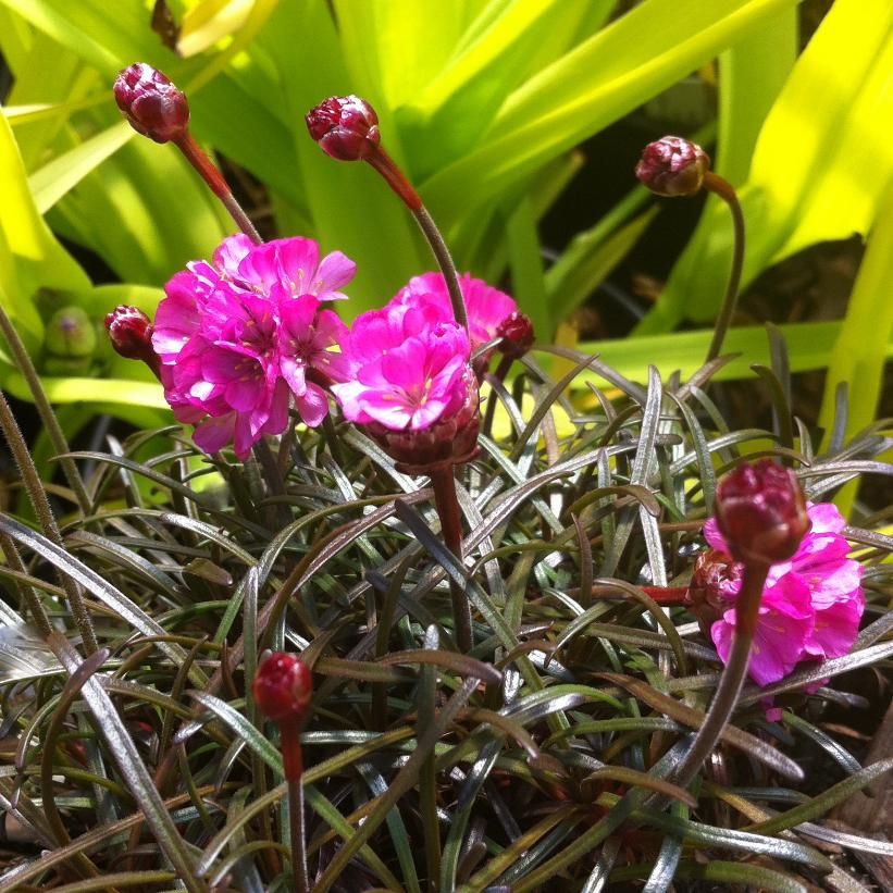 Thrift &#39;rubrifolia&#39;, Size: 1 gal