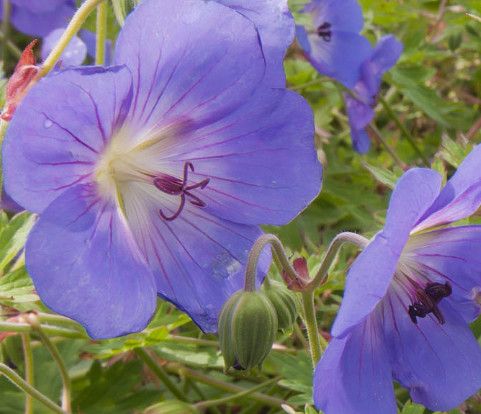 Perennial Geranium &#39;Brookside&#39; 1 gal