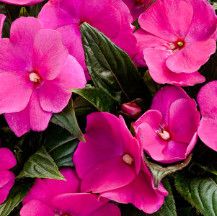 Impatiens New Guinea - 4" Purple