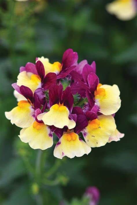 Nemesia Escential Raspberry Lemonade 4"