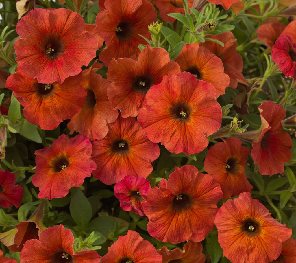 Petunia Supercal 'Cinnamon' 4"