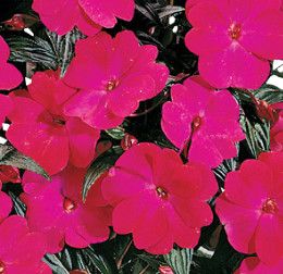 Impatiens New Guinea - 4&quot; Harmony Magenta