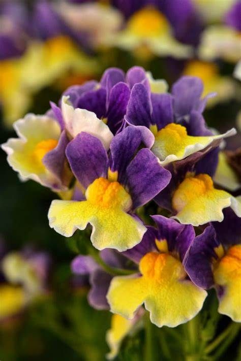 Nemesia Escential Blueberry Custard 4"