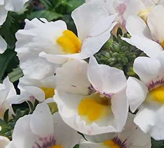 Nemesia Escential Snowberry 4"