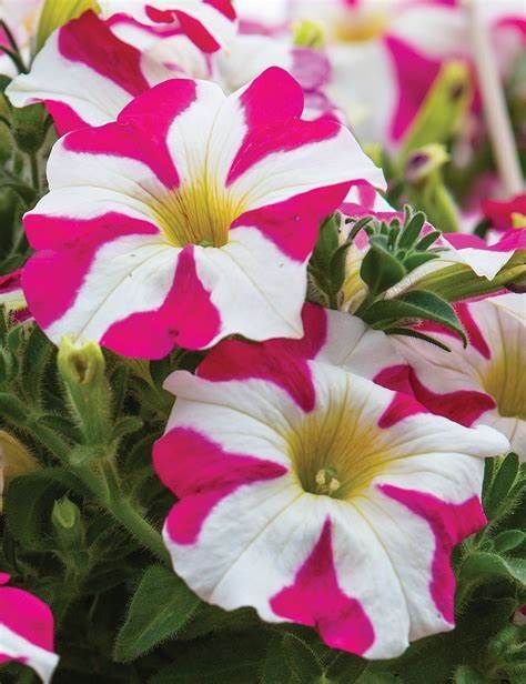 Petunia &#39;Amore Pink Hearts&#39; 4&quot;