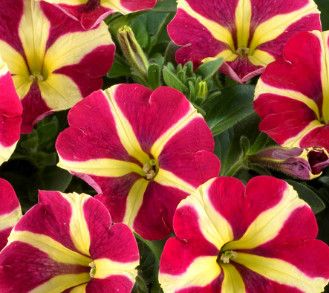 Petunia 'Amore Queen of Hearts' 4"