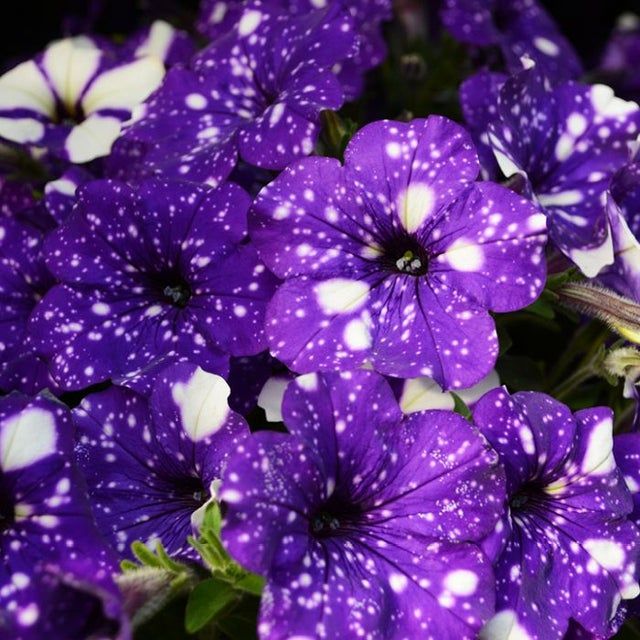 Petunia &#39;Headliner Night Sky&#39; 4&quot;
