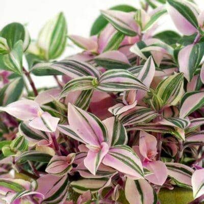 Tradescantia &#39;Rainbow&#39; 4&quot;